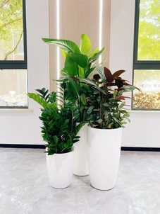 镇海植物租摆哪家好